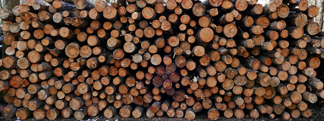 Pile of cut down trees in the winter forest. Natural texture