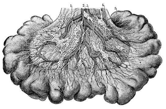 Mesentery. Illustration of the 19th century. Germany. White background.