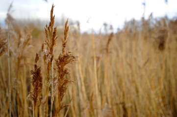Fototapeta premium Long Brown Grass Reeds Shallow Focus Background at a Nature Reserve for Bird Spotters on an Overcast Day, with No People.