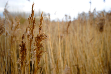 Long Brown Grass Reeds Shallow Focus Background at a Nature Reserve for Bird Spotters on an Overcast Day, with No People.