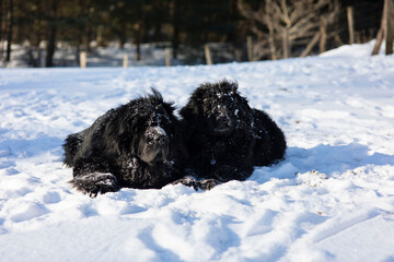 Neufundländer im Schnee.