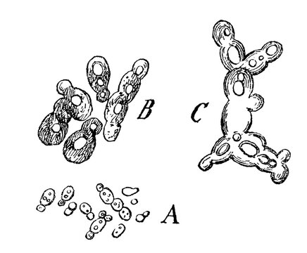 Brewer's Yeast Under A Microscope. Illustration Of The 19th Century. Germany. White Background.