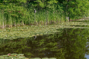 pond in the forest