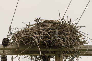 birds nest on the nest