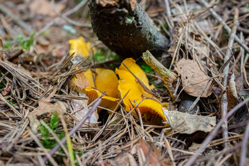 A small sturdy orange yellow chanterelle mushroom grows in wet mosses. The pre-sunset rays of the sun illuminate the red hat of the chanterelle.