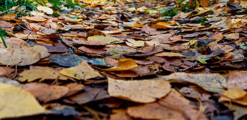 Autumn leaves on the ground