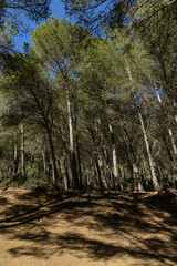Beautiful trees in the Zinat forest