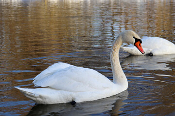 White swan swims on the river in winter