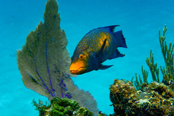 hogfish in a coral reef at sea