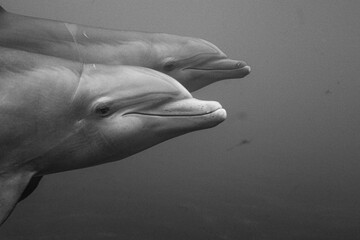 two dolphins passing by