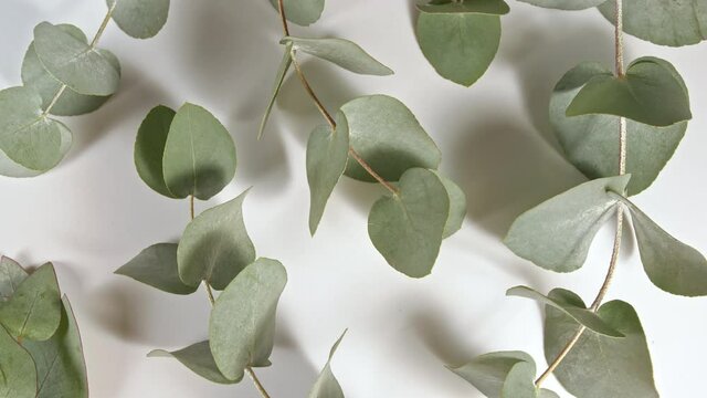 Green leaves eucalyptus isolated on a white revolving table. Eucalyptus extract, aromatic essential oil. Natural cosmetics for hair and skin care.