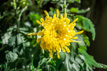 Yellow Vintage Mum Chrysanthemum flower opening up in the sunlight with a green leafy perennial house plant background.