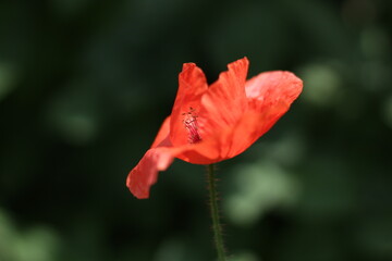 red poppy flower