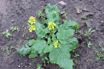 A charlock mustard yellow flowers, buds and green leaves in close-up