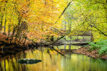 Herbststimmung im Sachsenwald bei Hamburg