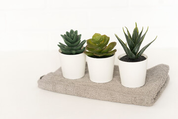 Three potted succulent plants stand on a cotton towel in a bathroom