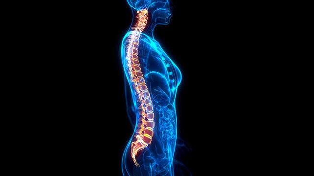 human spine on xray scan of body, cg medical 3d illustration