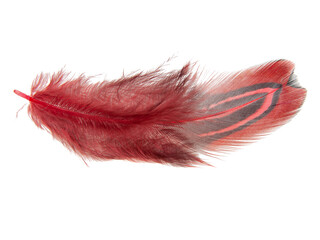 Red decorative colorful pheasant bird feather isolated on the white background