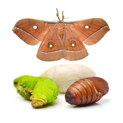 Silk moth life cycle on white background