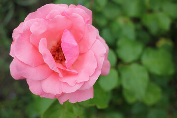 Pink rose in the summer garden. Close-up of beautiful flower