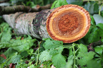 Freshly cut poplar tree with annual rings. Close-up of round logs on blurred nature background. The...