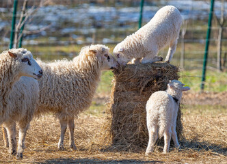 a herd of sheep on a farm