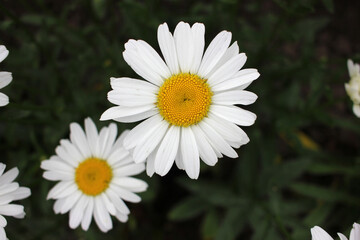 White daisies in a garden. Beautiful natural floral background. Top view of summer flowers