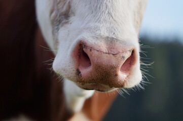 closeup of cow's nose sniffing into camera