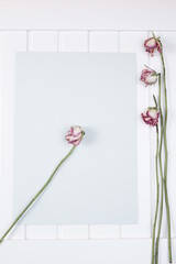 Róża uschnięta na pastelowej kartce papieru