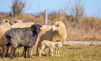 Obraz premium a herd of sheep on a farm