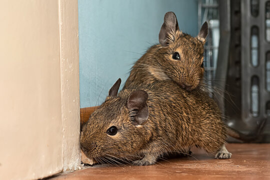 Play of cute two degus. Love two pets. Little cute gray mouse Degu close-up. Exotic animal for domestic life. The common degu is a small hystricomorpha rodent endemic from Chile. 