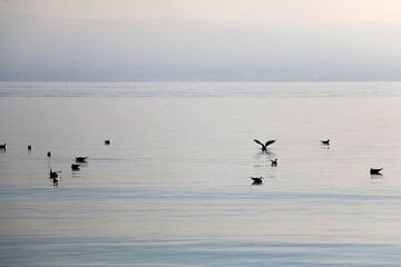 Obraz na płótnie Canvas Flock of seagulls on the beach. Beautiful Mediterranean landscape in Croatia.