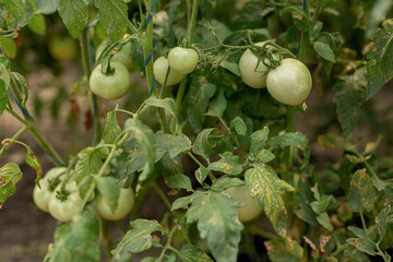 The bush of the plant on which green tomatoes grow