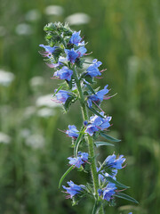 gewöhnlicher natternkopf, echium vulgare, blaue blütenstände auf einer sommerwiese