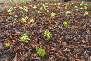 Russia, Moscow, March 8, 2020, Apothecary garden, Botanical garden at the Moscow state Institute