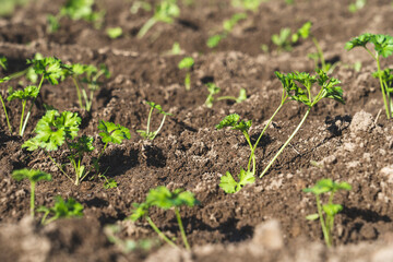 young parsley on the ground on a Sunny morning, thin stalks of green young parsley grow on freshly plowed land in a garden bed