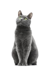 A beautiful happy gray cat sits and looks to the side. The background is isolated. Russian blue...
