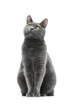 A beautiful happy gray cat sits and looks to the side. The background is isolated. Russian blue breed.