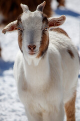 Obraz premium Goat in snow