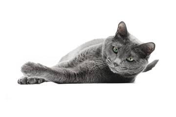 A beautiful and funny gray cat with green eyes. He is lying. The background is isolated. Russian...