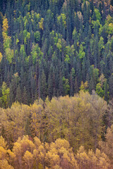 Fall Forest Colors in Northern Canada