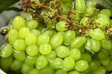 green grapes on the vine