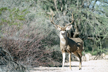 Mule Deer (Odocoileus hemionus)