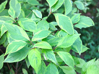 deren white svidina shoot (Cornus alba L.) in summer