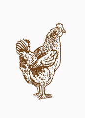 Fototapeta na wymiar Graphical vintage hen ,sepia background, vector illustration