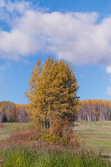 Fototapeta premium Autumn Under a Sunny Sky