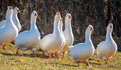 white geese on the farm