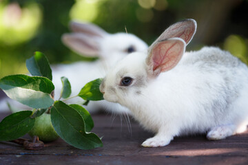 rabbit and Apple