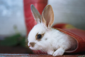 rabbit in the garden
