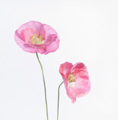 Obraz na płótnie Canvas Poppy Blooms - Double Trouble in High Key